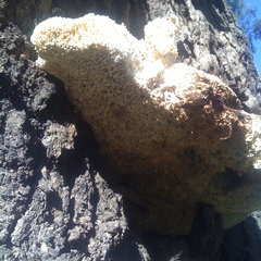 Laetiporus portentosus