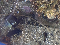 Clinocottus recalvus