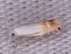 Phyllonorycter lucidicostella