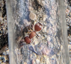 Myrmilloides grandiceps