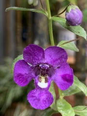 Angelonia