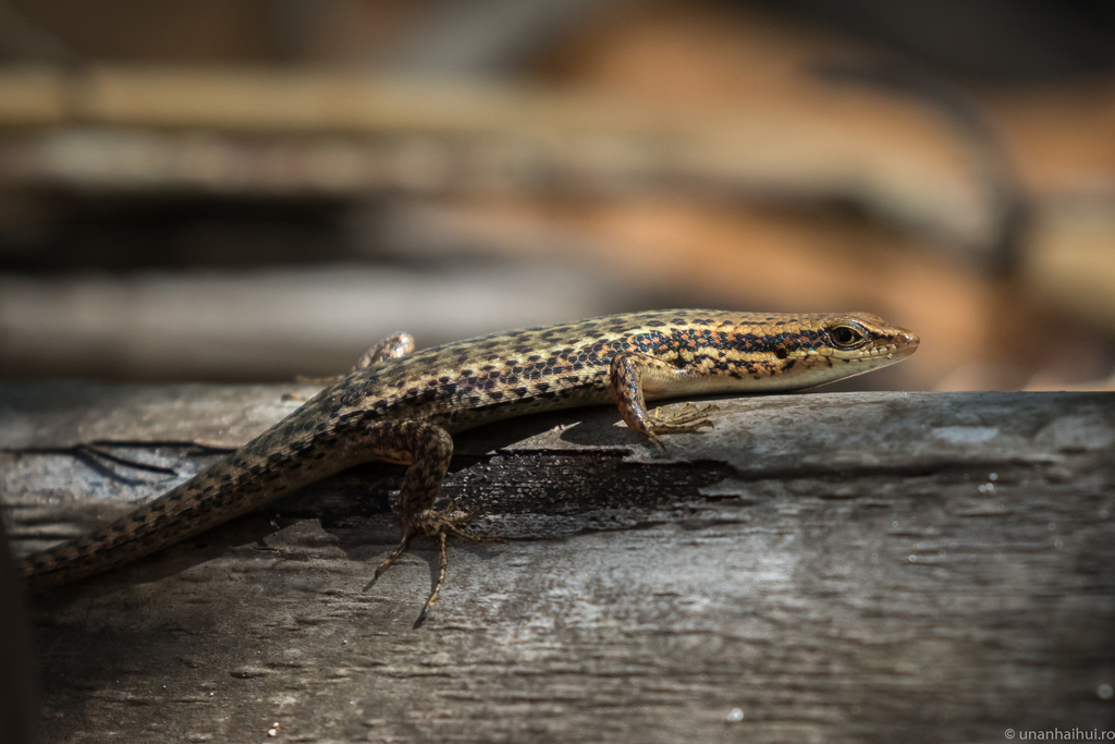 Palawan Sun Skink