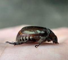 Scarabaeidae