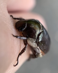Scarabaeidae