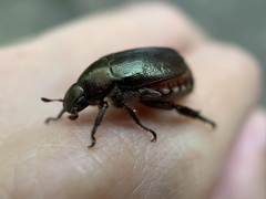 Scarabaeidae