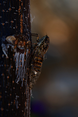 Cicada mordoganensis