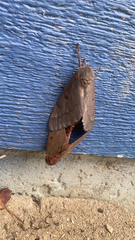 Citheronia sepulcralis