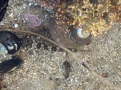 Clinocottus recalvus