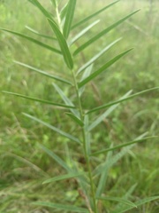 Asclepias hirtella