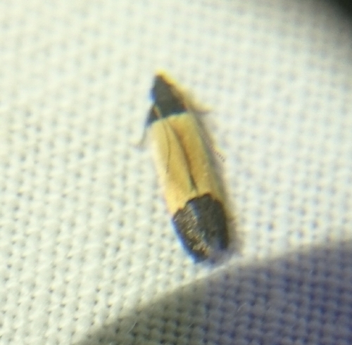 Coverdale's Anacampsis Moth photo 3