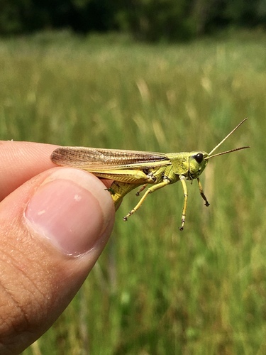 Striped Sedge Grasshopper photo 5