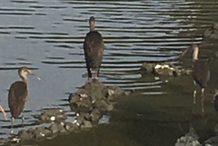 Plegadis falcinellus