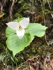 Trillium simile