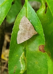 Zanclognatha obscuripennis