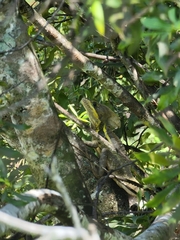 Basiliscus vittatus