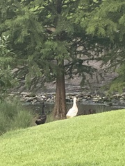 Anas platyrhynchos domesticus