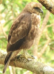 Buteo solitarius