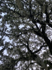 Tillandsia usneoides