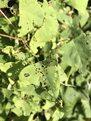 Rhinoncomimus latipes