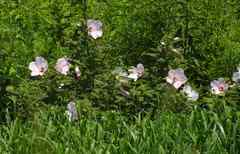 Hibiscus laevis