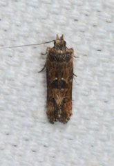Prostomeus brunneus