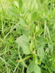 Polygonum aviculare