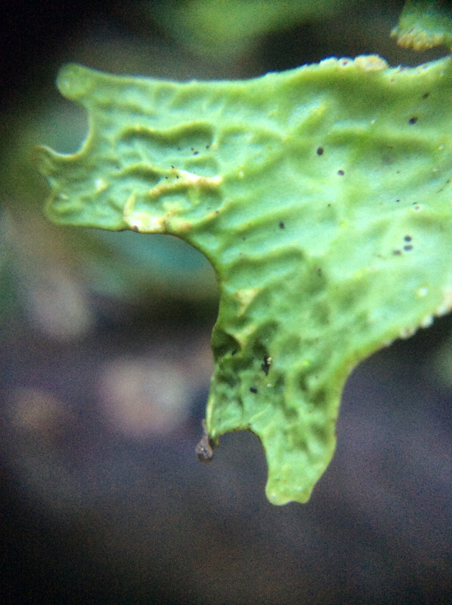 Lobaria image