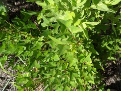 Erythrina herbacea