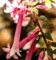 Epacris reclinata