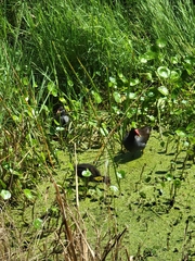 Gallinula galeata