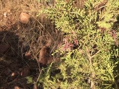 Calytrix exstipulata