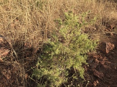 Calytrix exstipulata