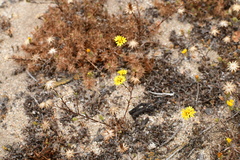 Lessingia pectinata
