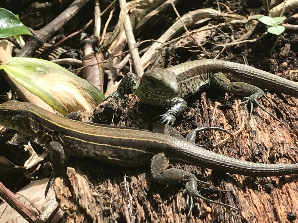 Four-Lined Ameiva