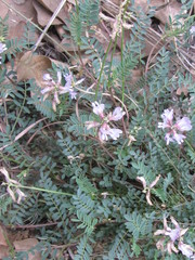 Astragalus distortus