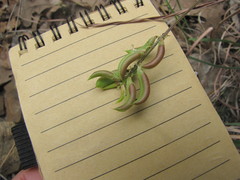Astragalus distortus