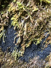 Fuscopannaria praetermissa