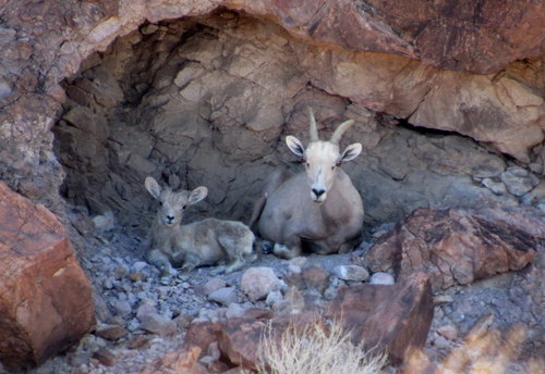 Desert Bighorn Sheep photographed in Arizona