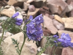 Polemonium confertum