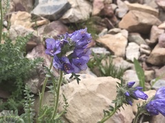 Polemonium confertum