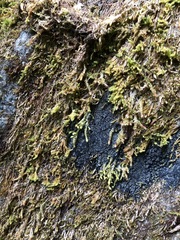 Fuscopannaria praetermissa