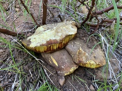 Butyriboletus primiregius