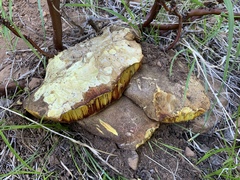 Butyriboletus primiregius