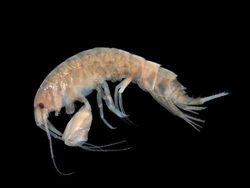 Abludomelita obtusata