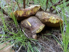 Butyriboletus primiregius