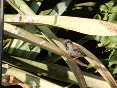 Passer domesticus