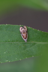 Zomaria interruptolineana