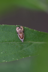 Zomaria interruptolineana