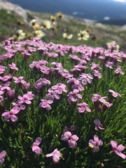 Microbotryum silenes-acaulis