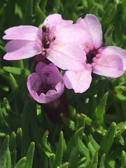 Microbotryum silenes-acaulis